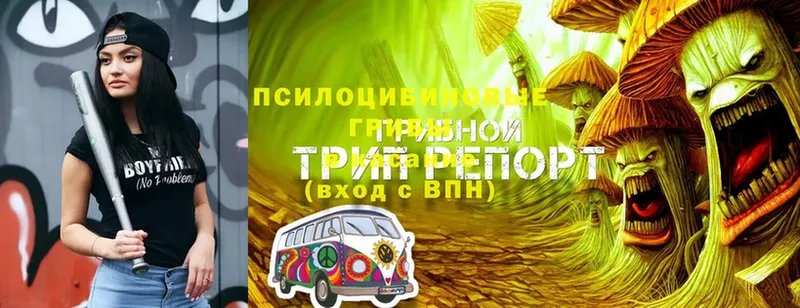 купить   Вельск  Псилоцибиновые грибы GOLDEN TEACHER 